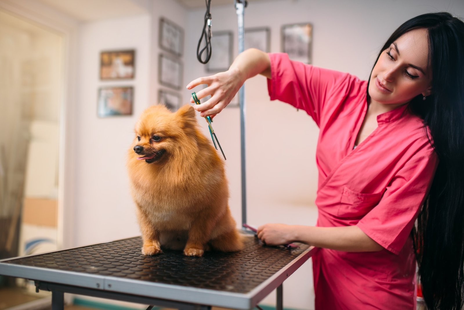 Magvet pet grooming without scissoring